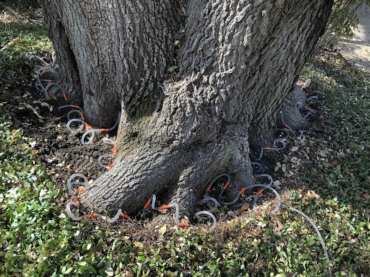 Detailed Tree Cabling and Bracing job site in Emporium