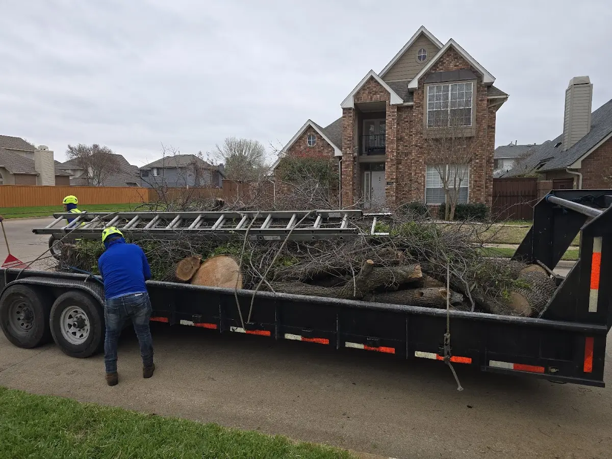 Expert Tree Pest Control with proper safety equipment in Emporium
